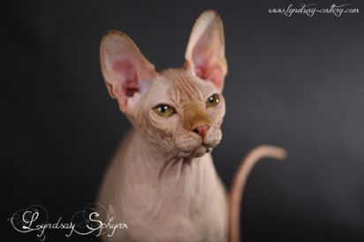 IMPERIAL AKTARUS ICAYÉ LUXURY 